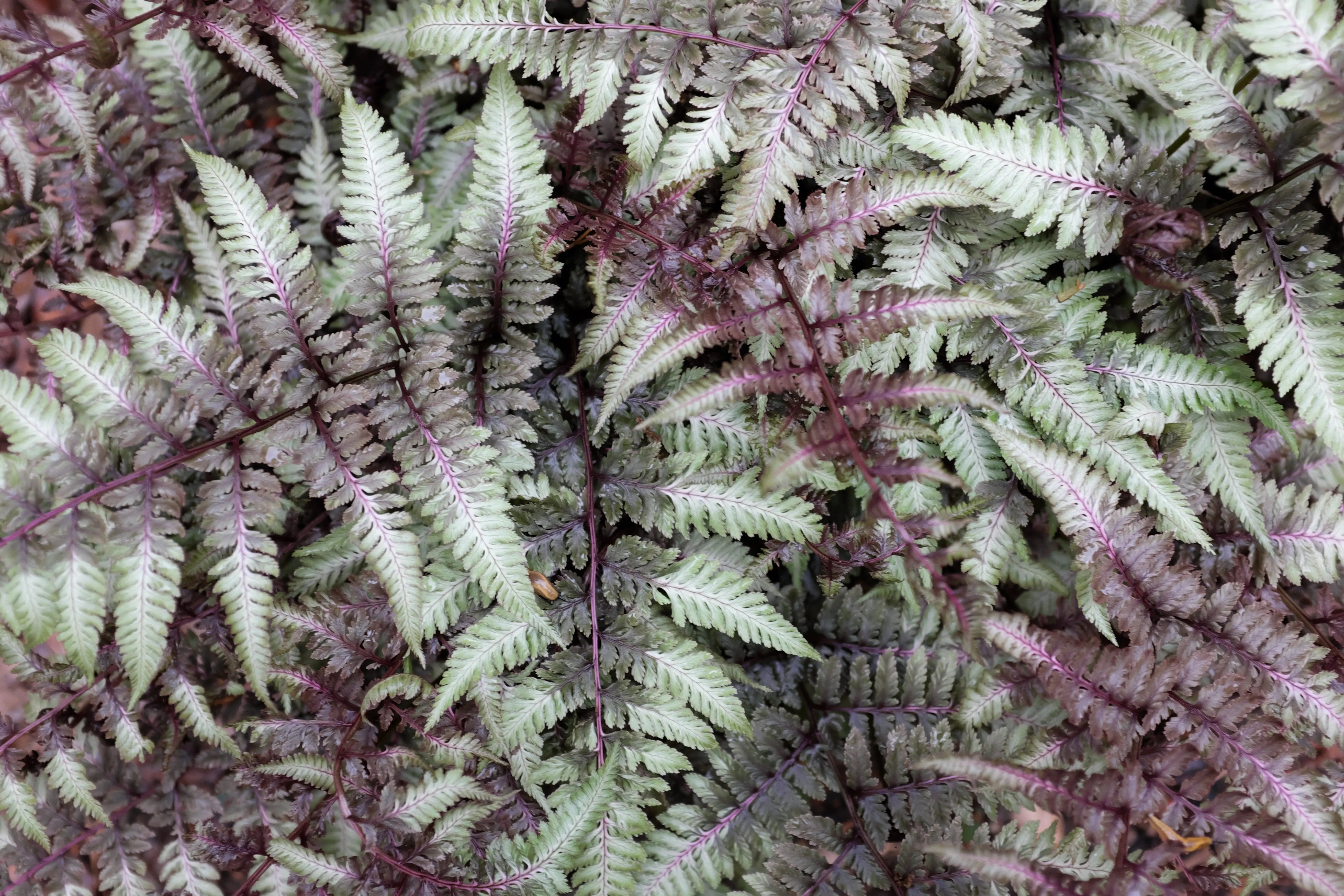 Athyrium-Japanischer-Regenbogenfarn Stauden Gaenge