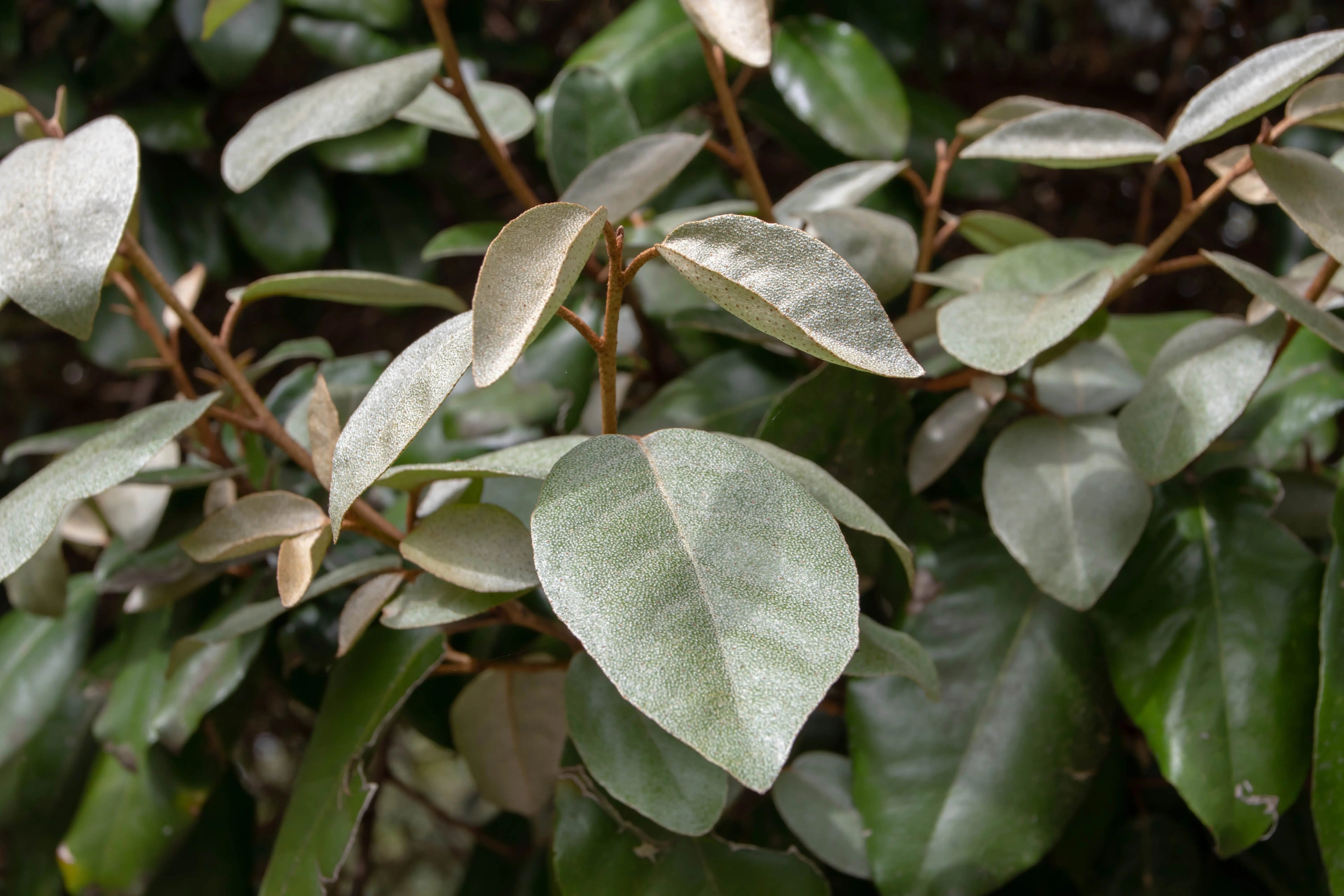 Elaeagnus - Wintergrüne Ölweide Stauden Gaenge