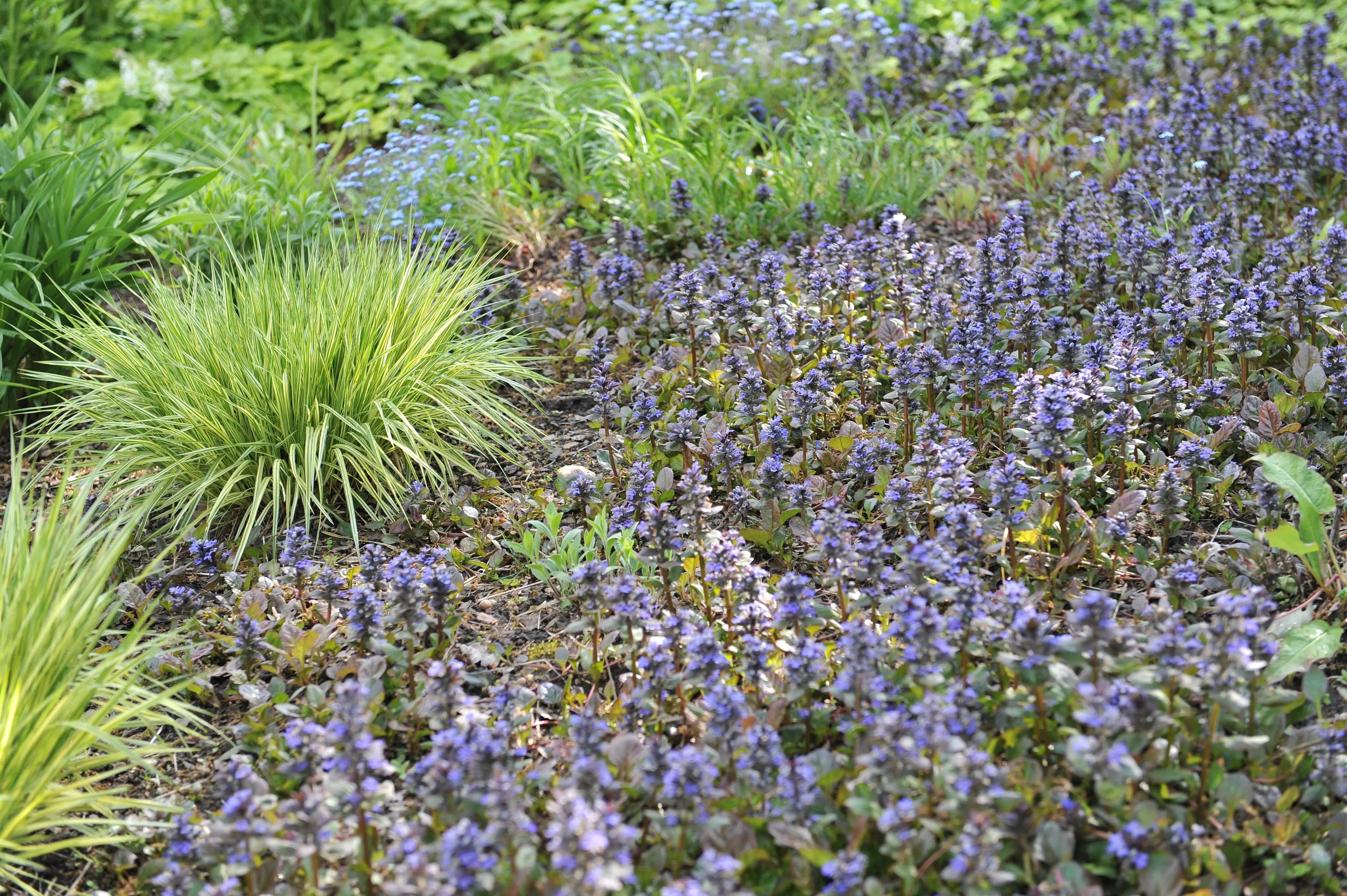 Ajuga - Günsel Stauden Gaenge