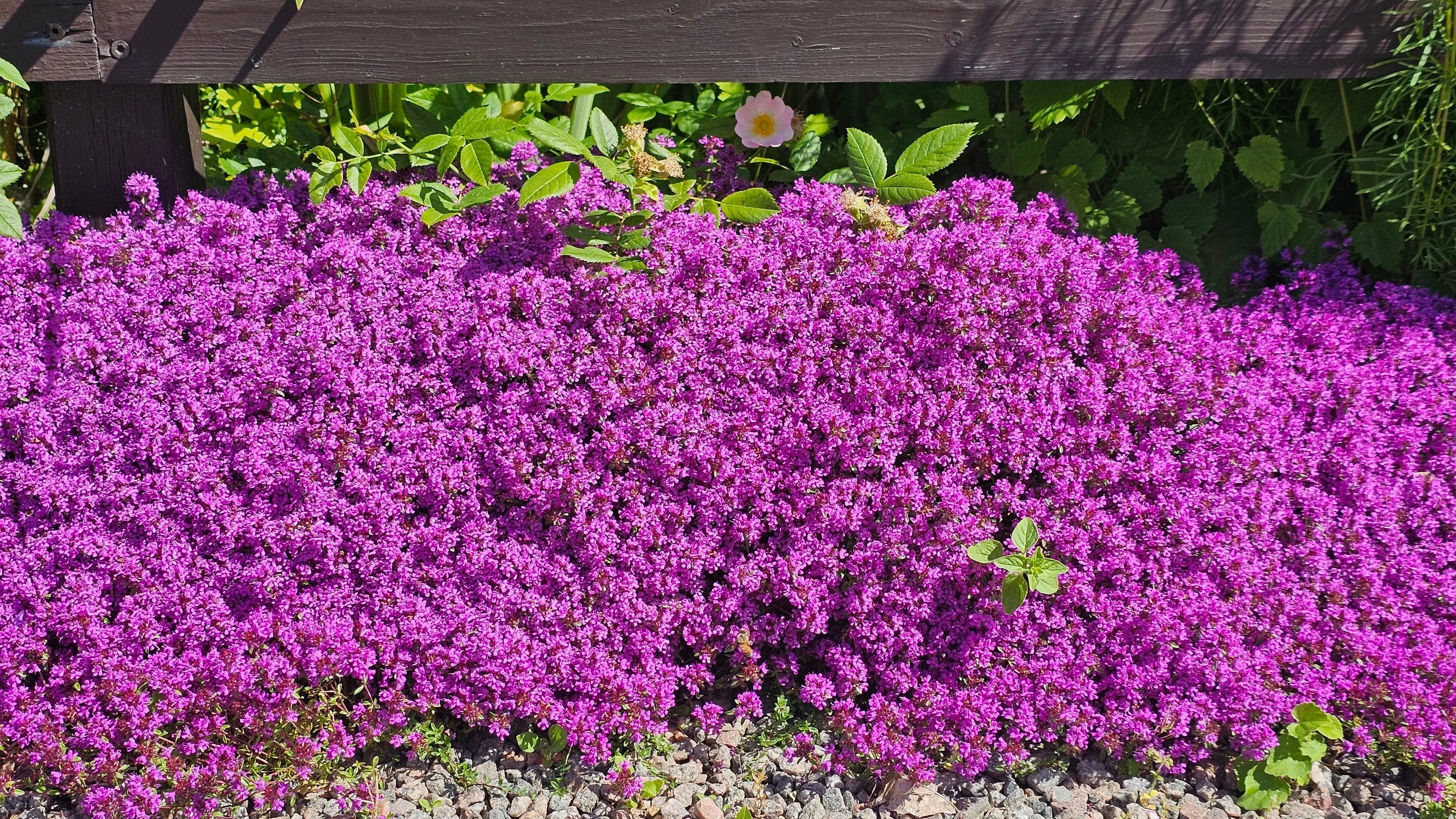 Thymus - Teppich-Thymian Stauden Gaenge