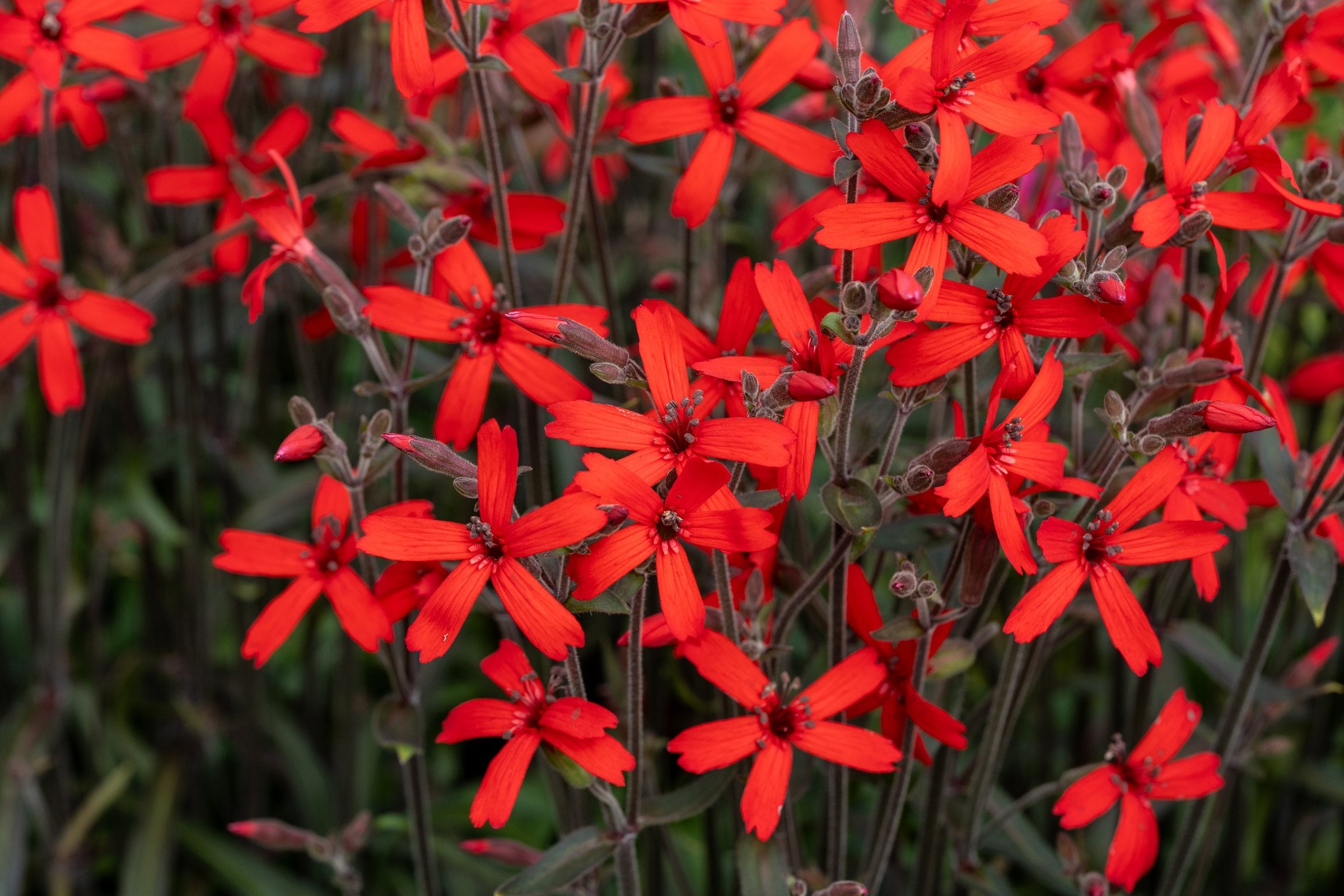 Scharlachrote Sternblüten der Silene virginica ‚Burning Heart' Feuernelke an dunklen Stielen im Beet, von Stauden Gänge.