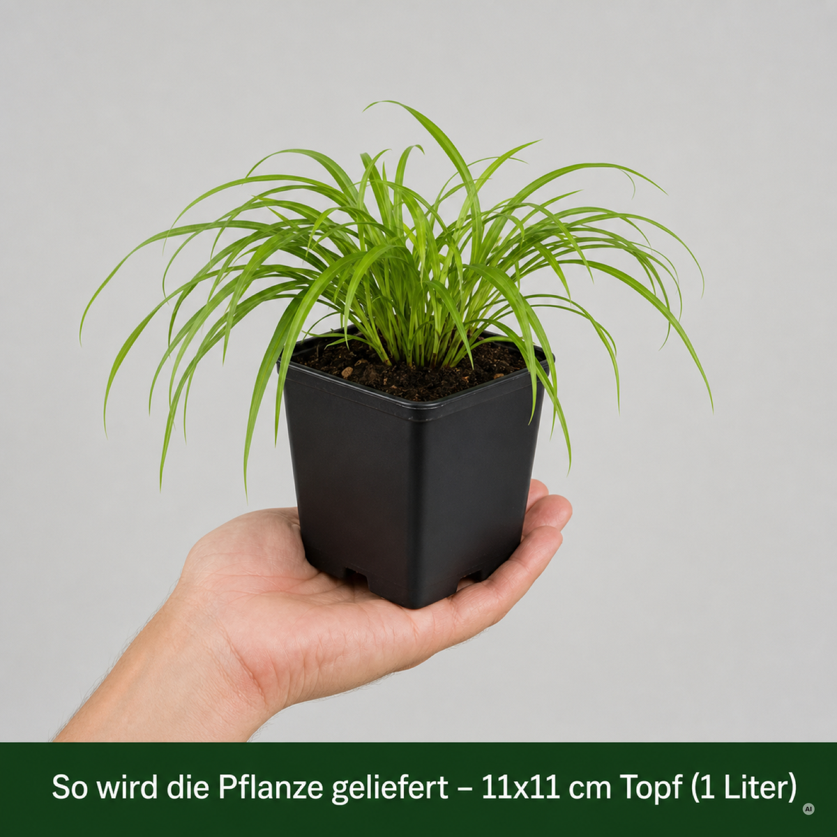 So wird das Japanische Berggras geliefert: Jungpflanze im 11 × 11 cm Topf (1 Liter) auf einer Hand