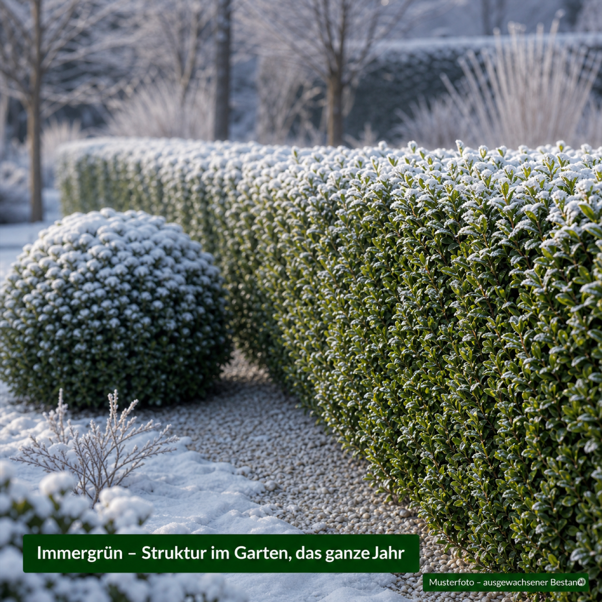 Bereifte Hecke aus Berg-Ilex 'Stokes' im Winter – immergrüne Struktur im Garten das ganze Jahr