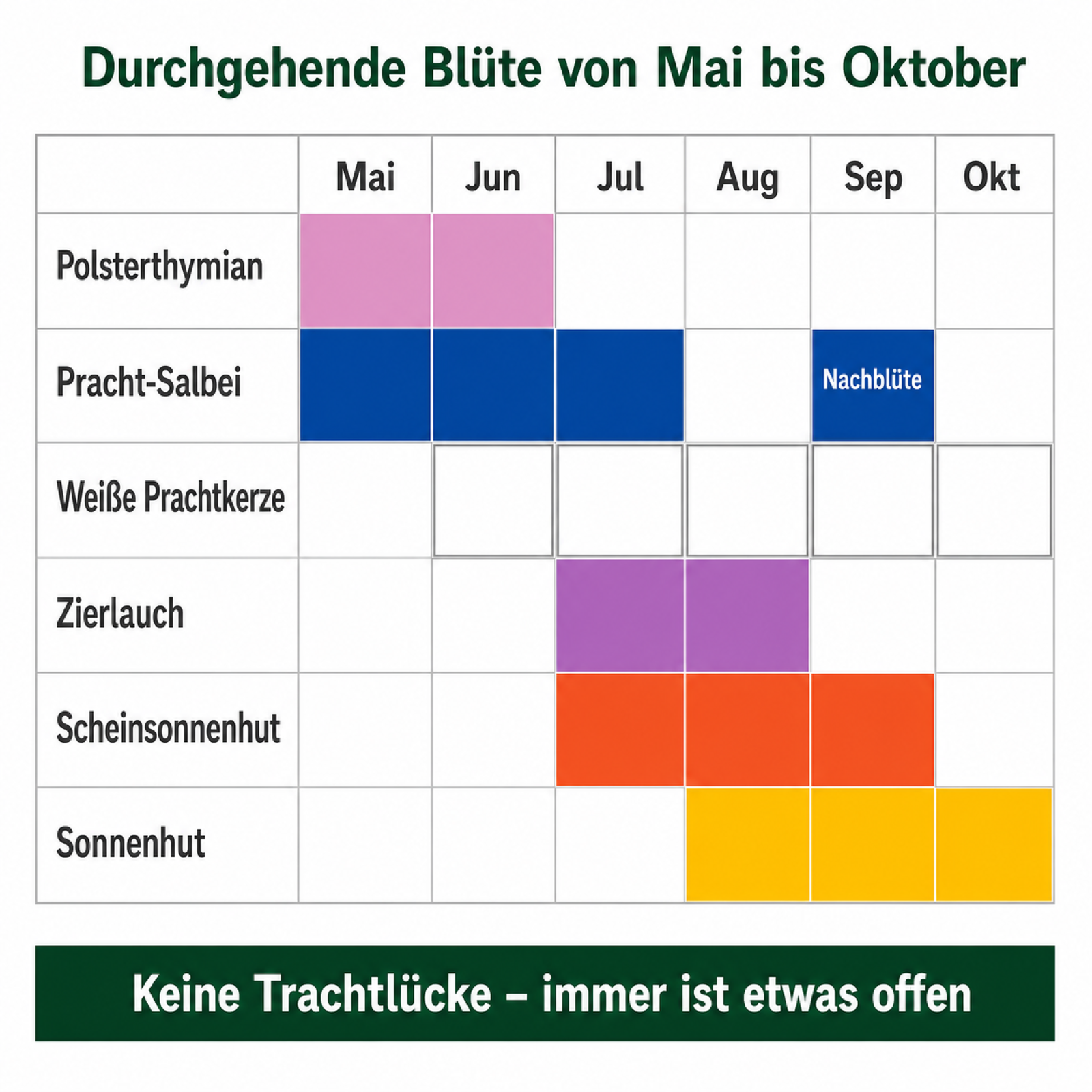 Bienenbeet-Set – 17 Stauden für Sonne & Insekten