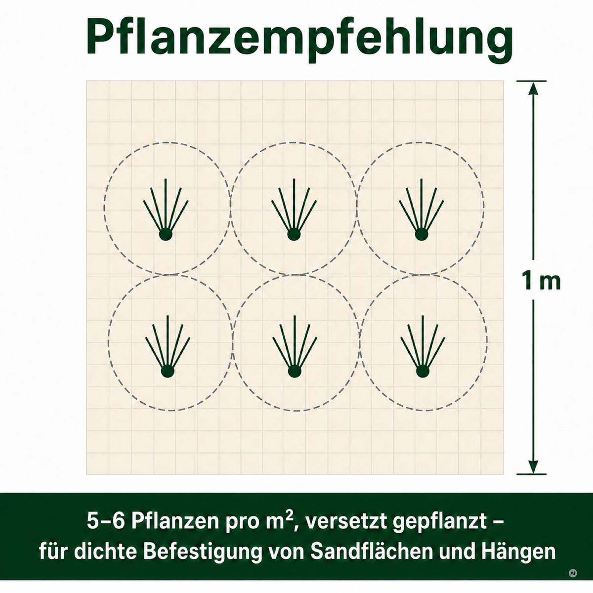 Pflanzempfehlung Strandhafer: 5 bis 6 Pflanzen pro Quadratmeter, versetzt gepflanzt, für dichte Befestigung von Sandflächen und Hängen