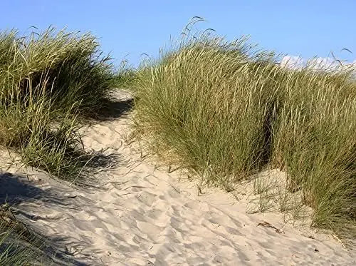 Ziergras Ammophila arenaria im XXL Topf, Strandhafer von Stauden Gänge, mit langen, schmalen grünen Halmen.