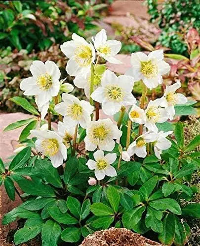 Weiße Christrose Helleborus niger 'Advent Star' Staude, blühend mit weißen Blüten, im Garten.