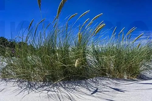 Großer Strandhafer (Ammophila arenaria) im XXL-Topf, Ziergras von Stauden Gänge, grün und buschig, für Garten und Balkon
