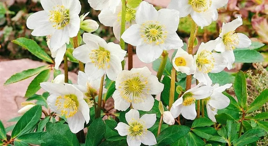 Weiße Christrose Helleborus niger 'Advent Star' Staude mit weißen Blüten, im Garten, von Stauden Gänge.