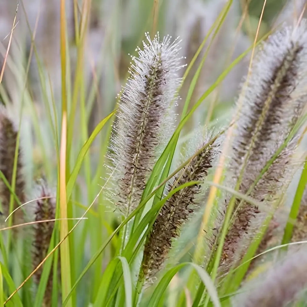 Ziergras Pennisetum alopecuroides var. viridescens, dunkles Lampenputzergras, grüne Halme und Blütenstand, Stauden Gänge