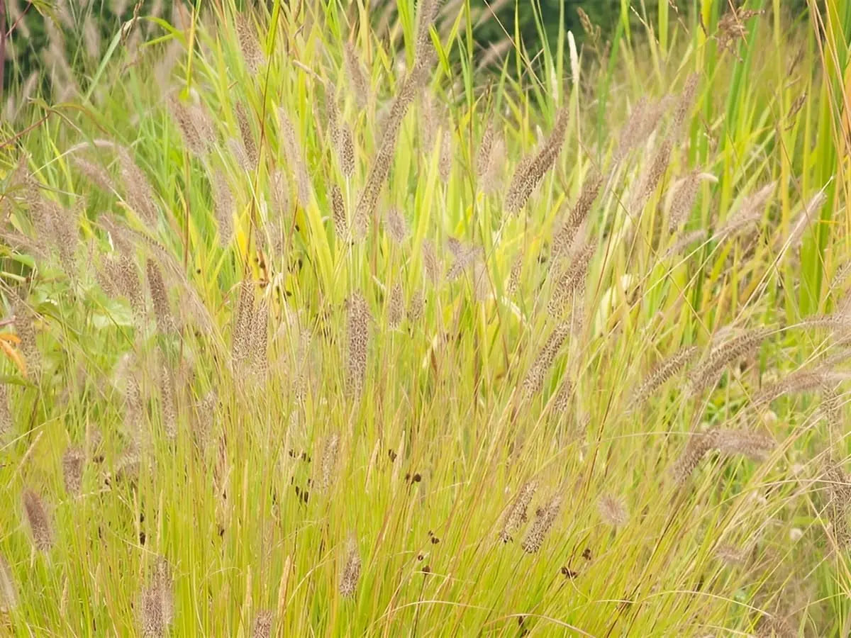 Gelbes Lampenputzergras Pennisetum alopecuroides 'Hameln Gold' von Stauden Gänge, Ziergras mit goldgelben Halmen im Garten.