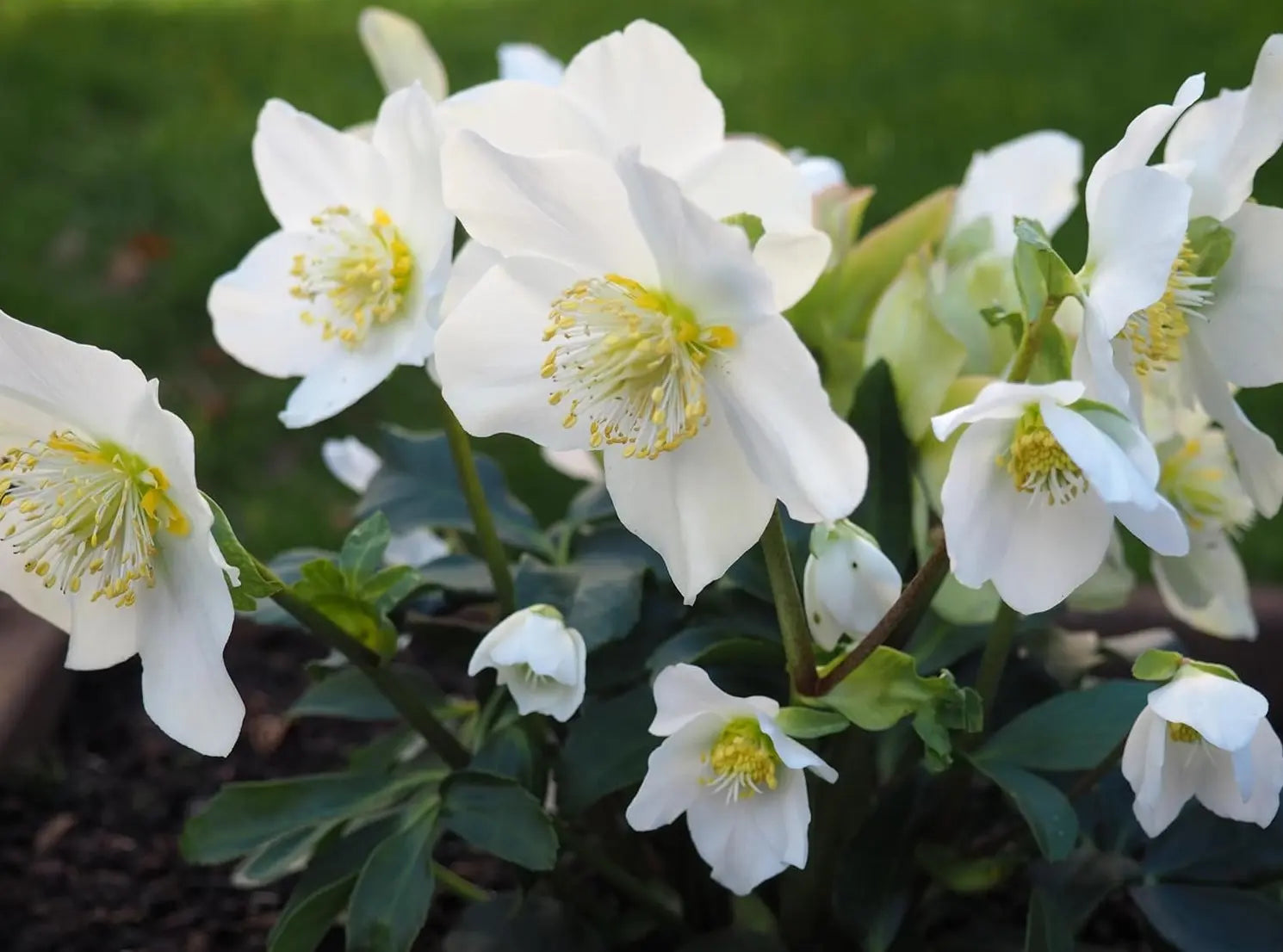 Weiße Christrose Helleborus niger 'Advent Star' Staude mit weißen Blüten und dunkelgrünen Blättern, Stauden Gänge.