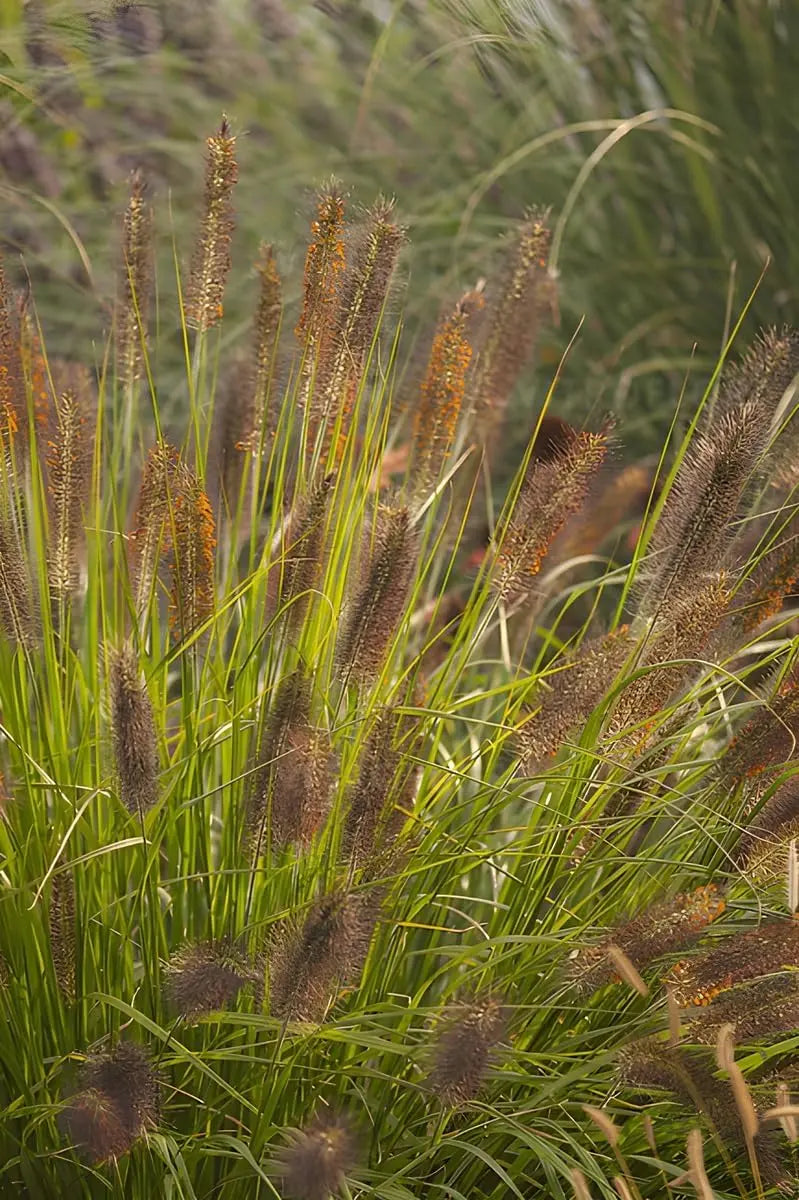 Ziergras Pennisetum alopecuroides Weserbergland von Stauden Gänge, Lampenputzergras mit grünen bis braunen Blütenständen