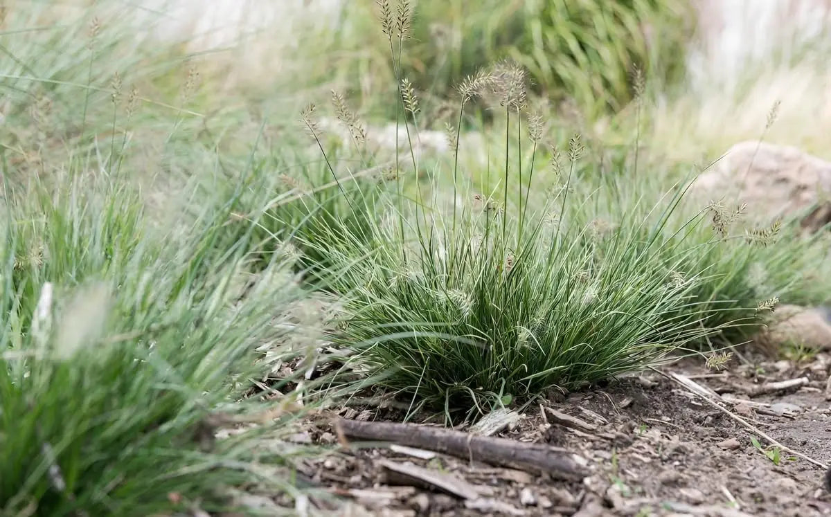 Ziergras Pennisetum alopecuroides 'Little Honey' von Stauden Gänge, Zwerg Lampenputzergras mit goldgelben Halmen im Garten