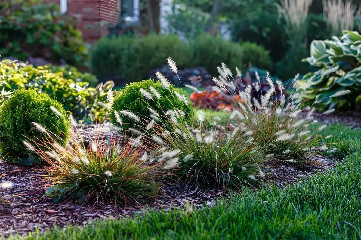 Rotes Zwerg Lampenputzergras Pennisetum alopecuroides 'Burgundy Bunny' von Stauden Gänge, Ziergras mit rotbraunen Blättern