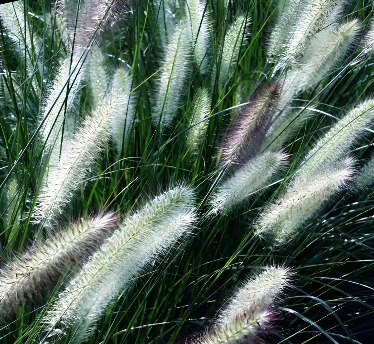 Lampenputzergras Pennisetum alopecuroides 'Foxrot' von Stauden Gänge, Ziergras mit buschigem, rotem Fruchtstand, im Garten.