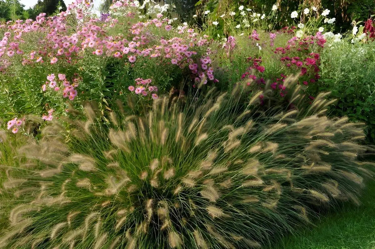 Ziergras Pennisetum alopecuroides 'Weserbergland' von Stauden Gänge, Lampenputzergras mit braunen und grünen Halmen, Nahaufnahme