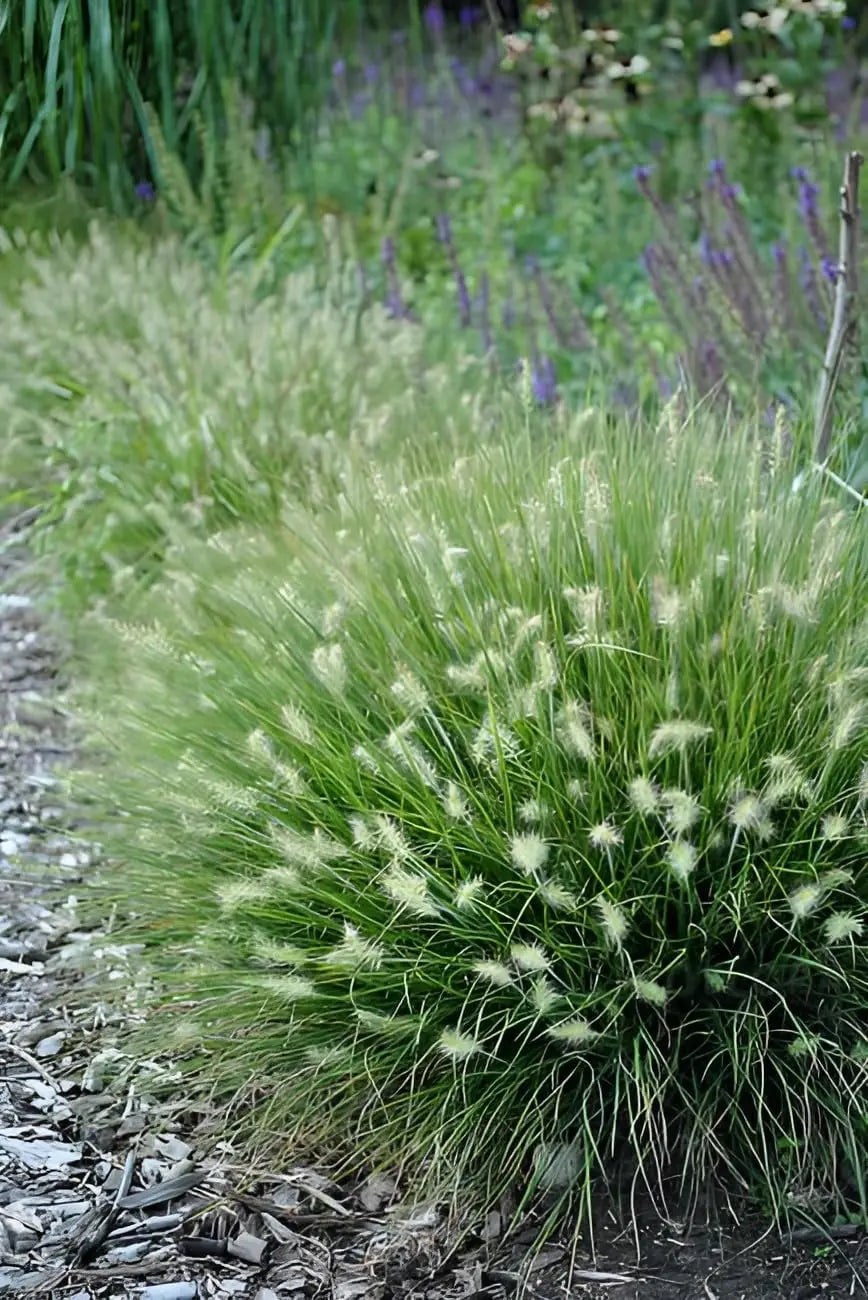Ziergras Pennisetum alopecuroides 'Little Bunny' mit zarten, lampenputzerähnlichen Blütenständen, Stauden Gänge.