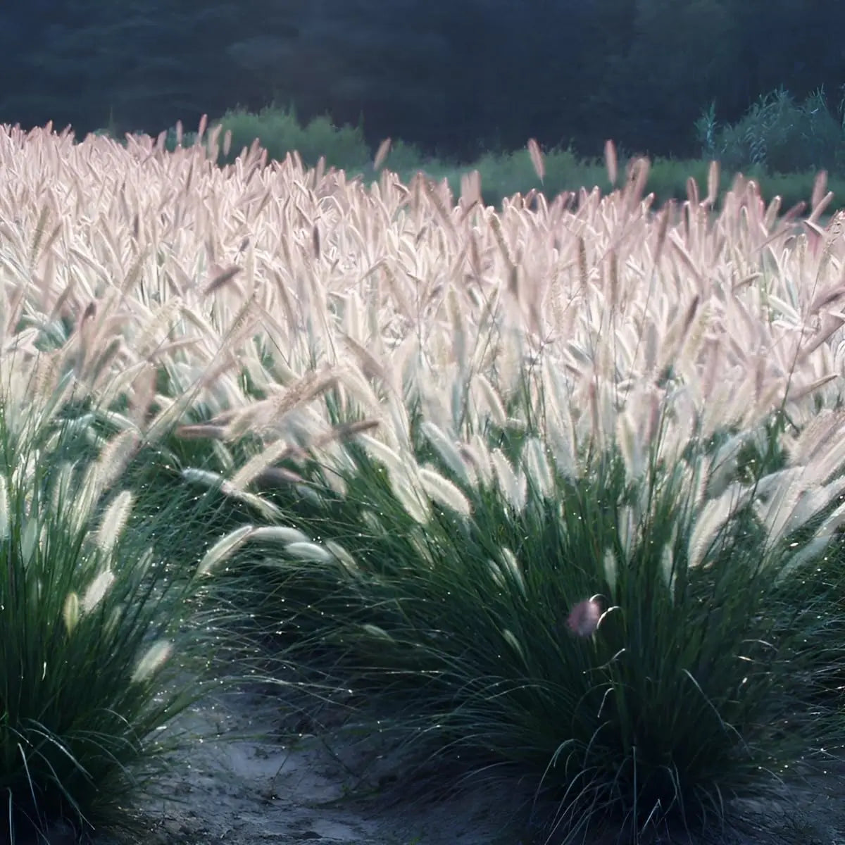Ziergras Pennisetum alopecuroides 'Foxrot' mit aufrechten, buschigen Halmen, Stauden Gänge Lampenputzergras im Garten.