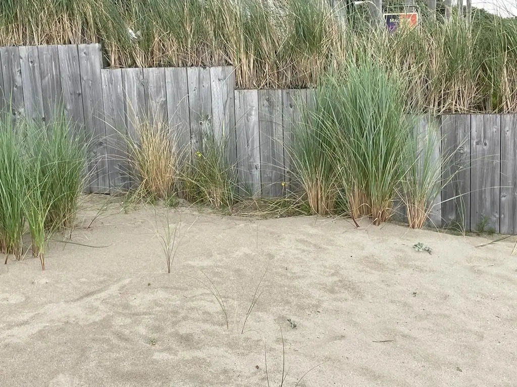 Ziergras Ammophila arenaria, Strandhafer in XXL Topf, Stauden Gänge, grüne Pflanzen mit langen, schmalen Blättern