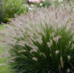 Lampenputzergras Pennisetum alopecuroides 'Foxrot' von Stauden Gänge, Ziergras mit braunen und grünen Halmen, im Garten.