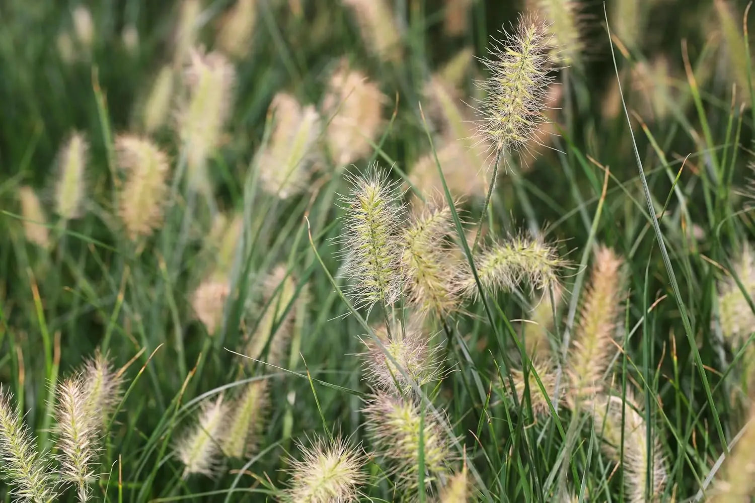 Ziergras Pennisetum alopecuroides 'Little Bunny' von Stauden Gänge, kleines Lampenputzergras mit dichten, grünen Halmen.