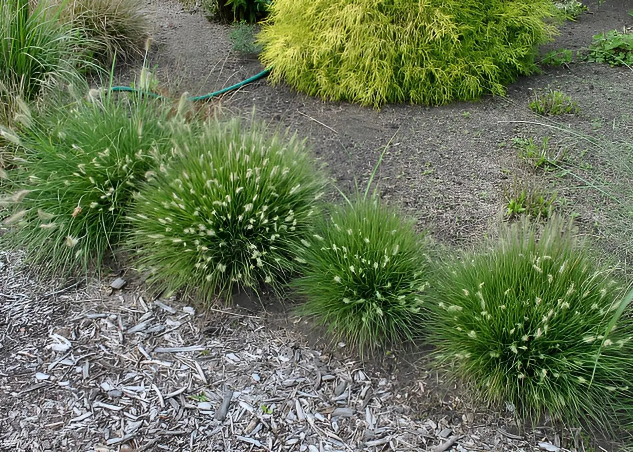 Ziergras Pennisetum alopecuroides 'Little Bunny' von Stauden Gänge, dichter Lampenputzergras mit weichen, dichten Halmen, Nahaufnahme