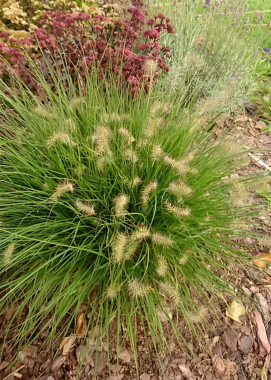Ziergras Pennisetum alopecuroides 'Little Bunny' von Stauden Gänge, dichtes Lampenputzergras mit weichen, hellen Blütenständen