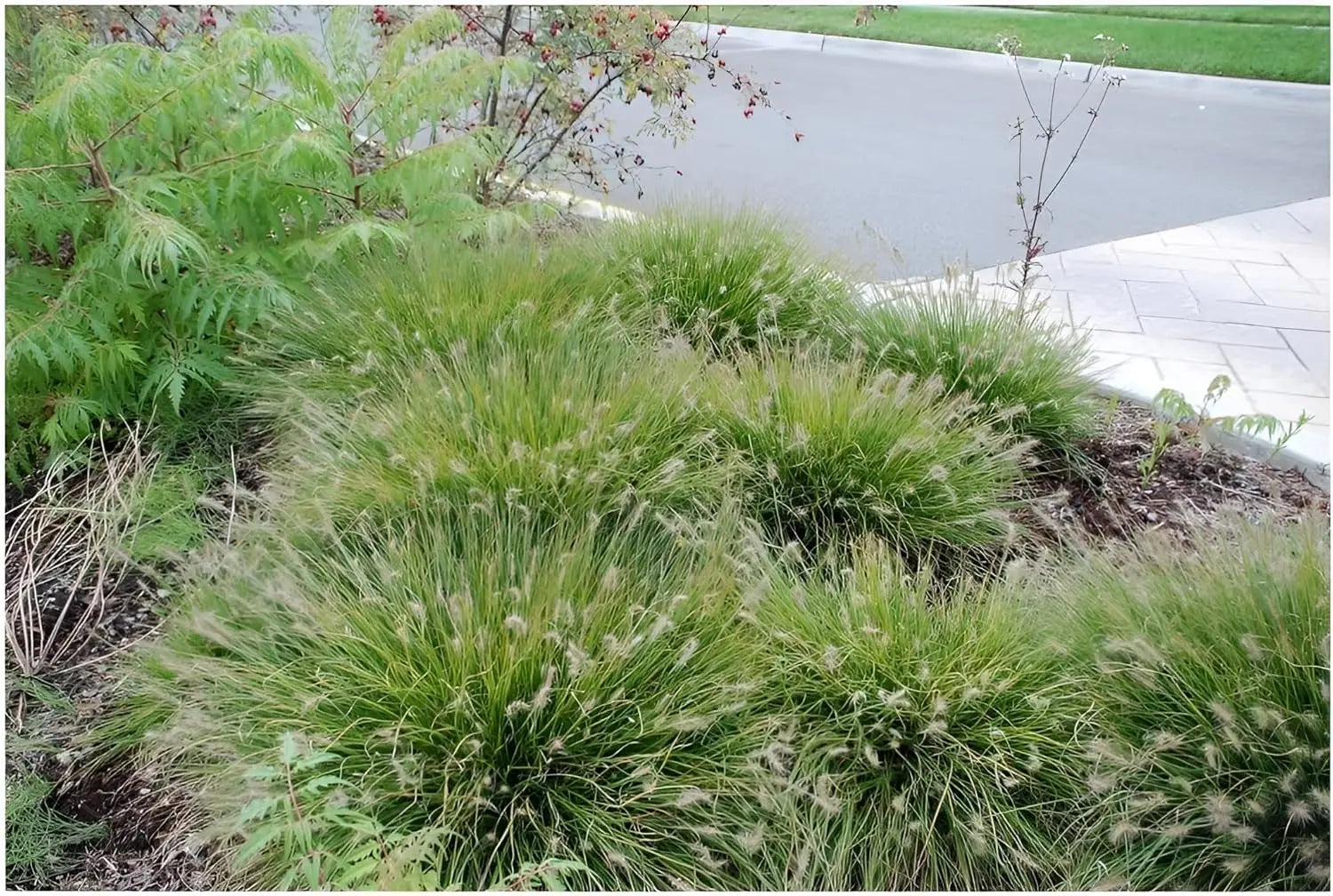 Ziergras Pennisetum alopecuroides 'Little Bunny' von Stauden Gänge, kleines Lampenputzergras mit grünen bis braunen Blütenständen
