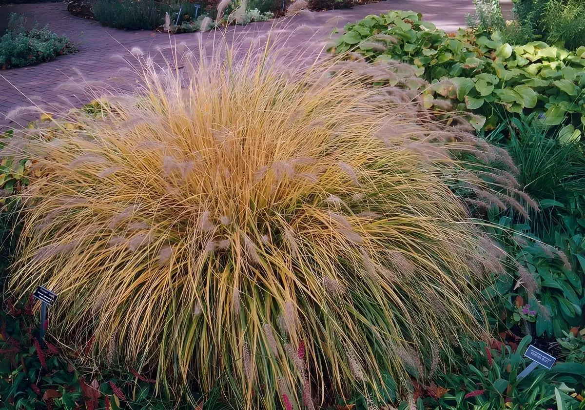 Ziergras Pennisetum alopecuroides 'Weserbergland' von Stauden Gänge, Lampenputzergras mit buschigem Wuchs und grünen Blättern
