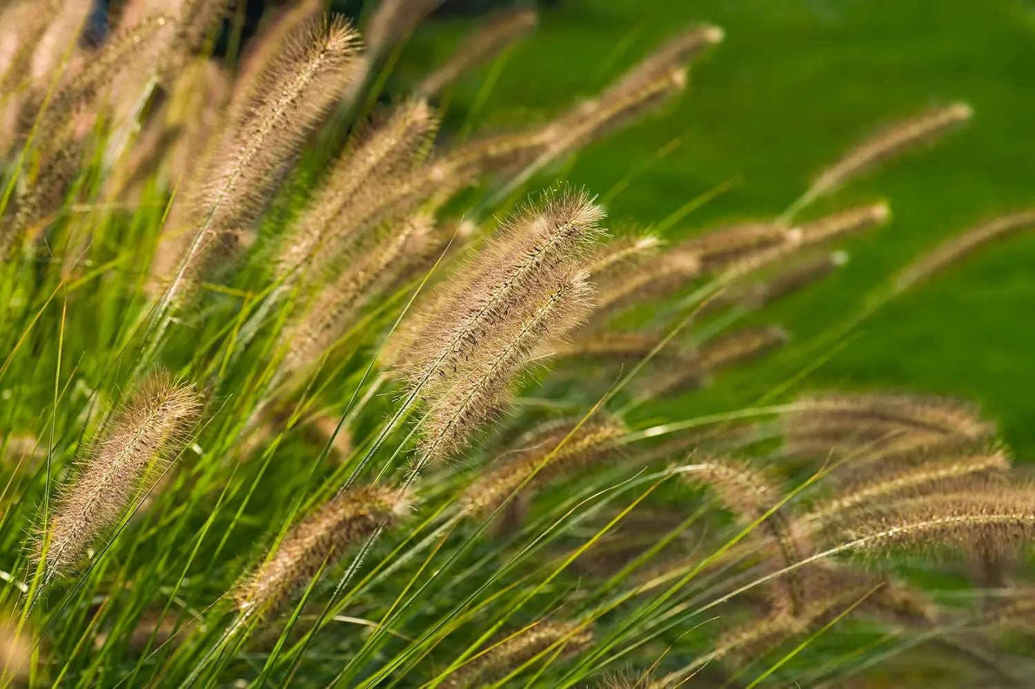 Ziergras Pennisetum alopecuroides 'Compressum' von Stauden Gänge, Lampenputzergras mit buschigem Wuchs und grünen Halmen
