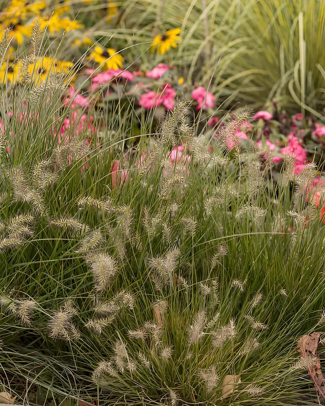 Ziergras Pennisetum alopecuroides 'Little Bunny' von Stauden Gänge, dichtes Lampenputzergras mit weichen, blütenähnlichen Fruchtständen