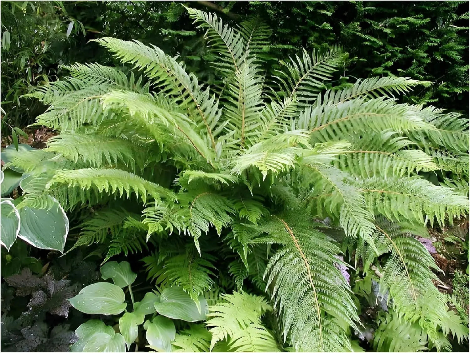Grüner Polystichum setiferum 'Herrenhausen' Farn, Stauden Gänge, detaillierte Blätter und filigranes Blattmuster sichtbar