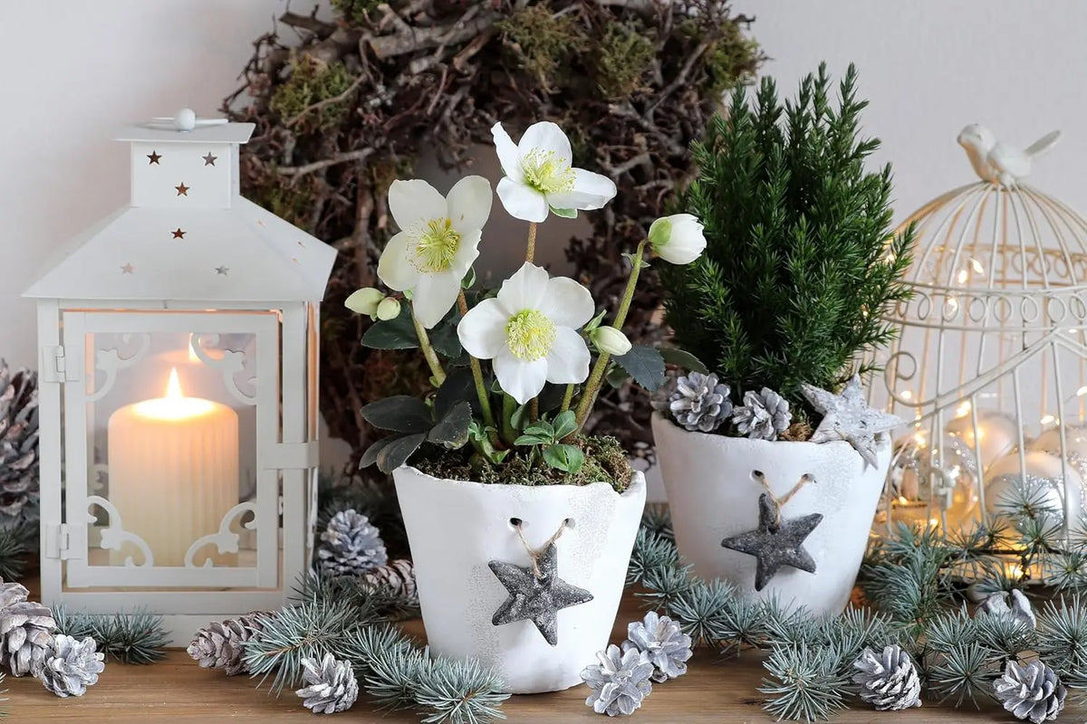 Weiße Christrose Helleborus niger 'Advent Star' Staude mit Blüten und grünen Blättern, wächst in einem Garten.