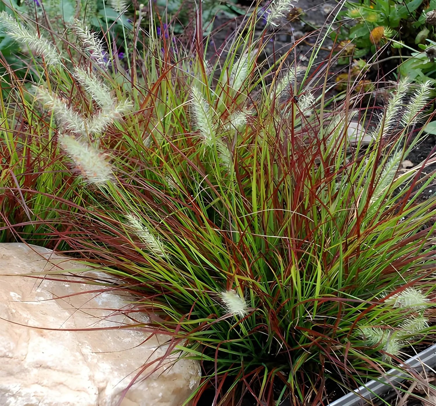 Rotes Ziergras Pennisetum alopecuroides 'Burgundy Bunny' mit dunkelroten Blättern, Ziergras, Stauden Gänge