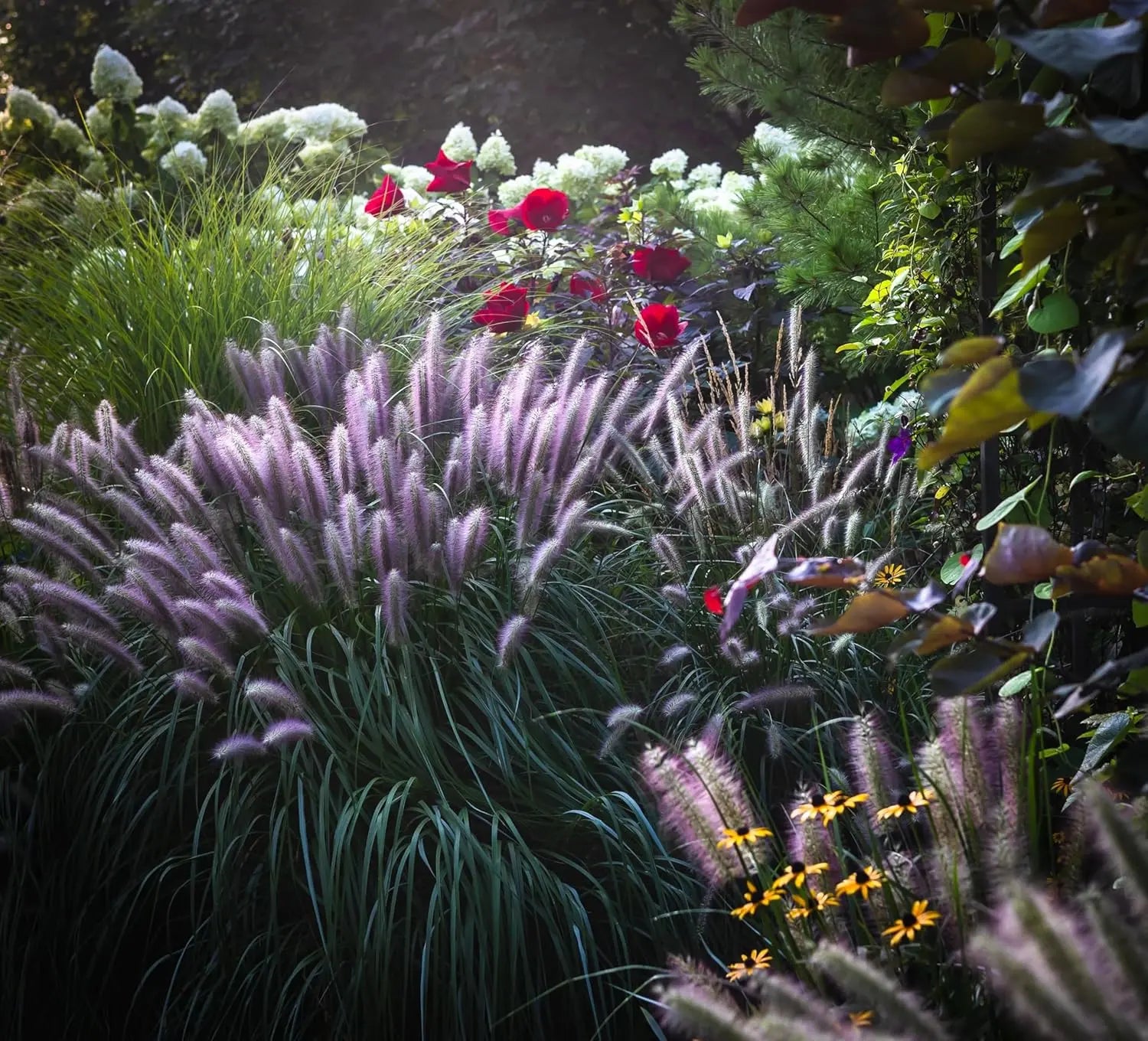 Rotes Lampenputzergras Pennisetum alopecuroides 'Red Head' als Ziergras, mit grünen und roten Halmen, von Stauden Gänge