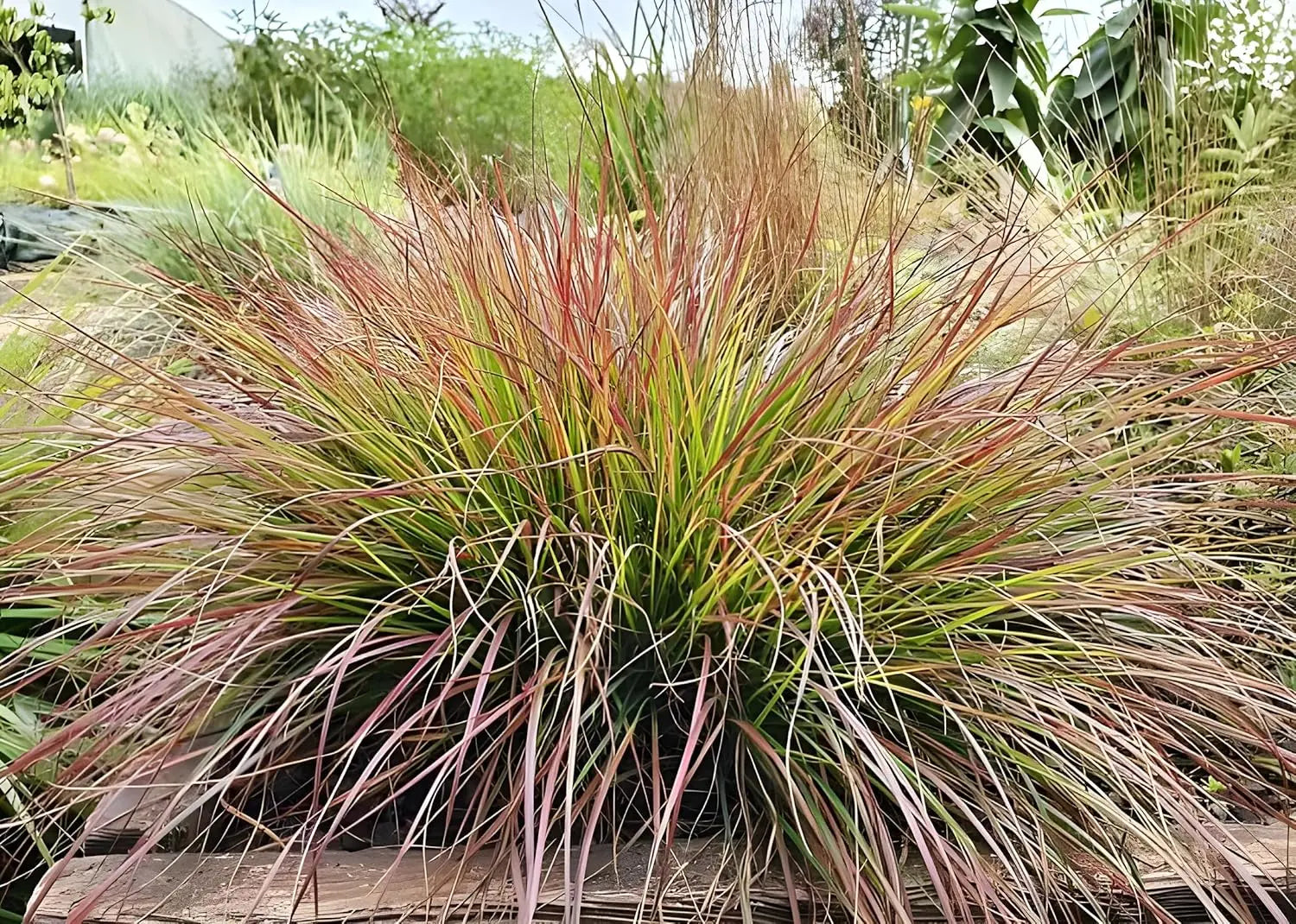 Ziergras Pennisetum alopecuroides 'Burgundy Bunny' mit roten, buschigen Halmen, Stauden Gänge, auf Bild 91bQadeZDPL.