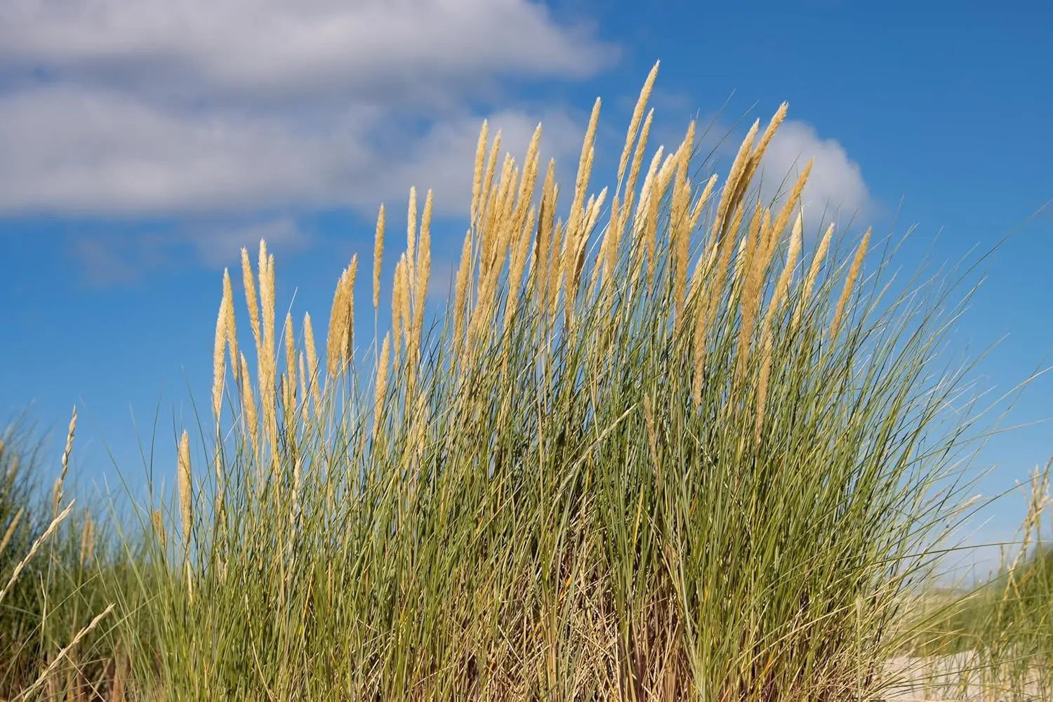 Ziergras Ammophila arenaria / Strandhafer im XXL-Topf, grüne Halme, dekoratives Ziergras von Stauden Gänge.