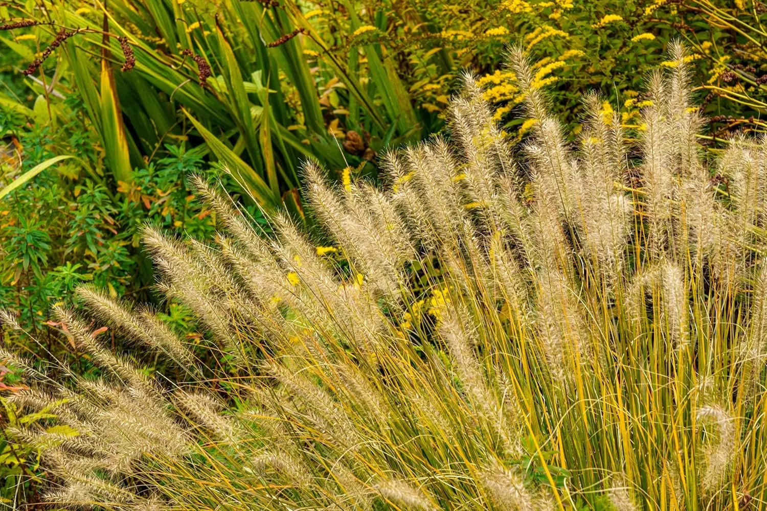 Gelbes Lampenputzergras Pennisetum alopecuroides ‚Gelbstiel‘, Ziergras von Stauden Gänge, mit buschigem, leuchtendem Laub.