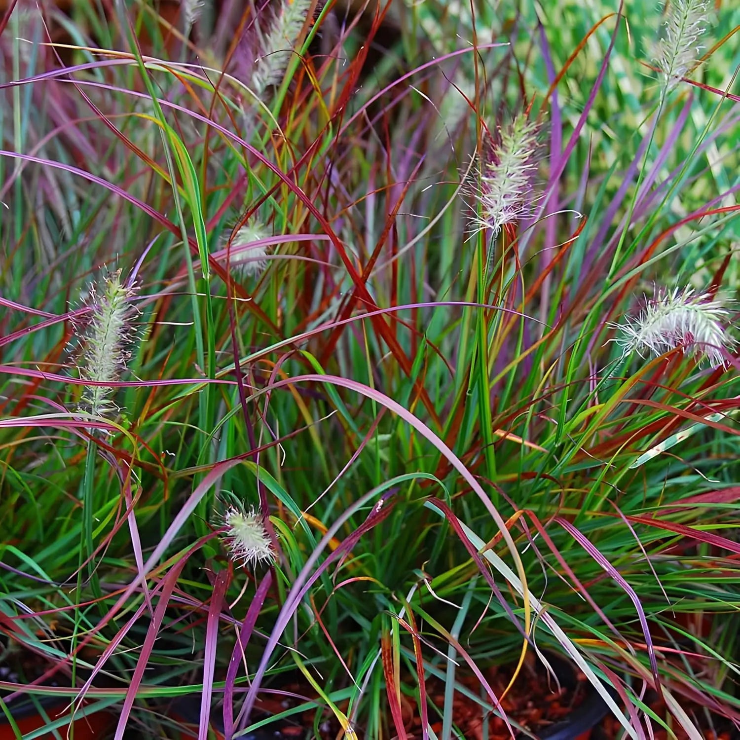 Rotes Ziergras Pennisetum alopecuroides 'Burgundy Bunny' mit dunkelroten Blättern, Ziergras von Stauden Gänge