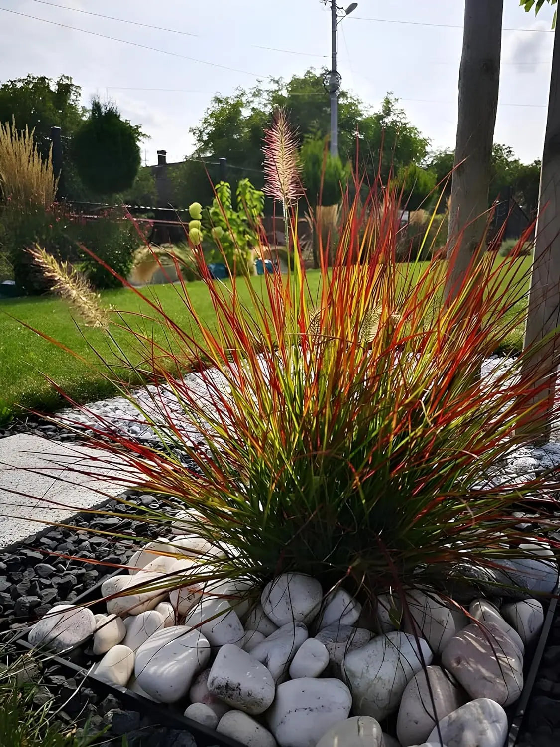 Rotes Zwerg Lampenputzergras Pennisetum alopecuroides 'Burgundy Bunny' als Ziergras, mit dunkelroten Blättern und aufrechter Wuchs