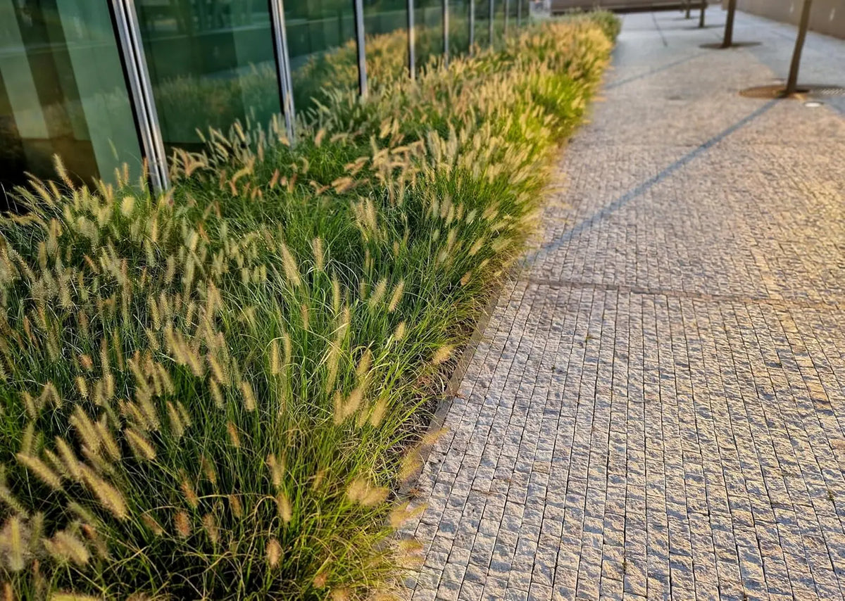 Ziergras Pennisetum alopecuroides ‚Gelbstiel‘, Lampenputzergras, mit gelben Stielen und lockeren Blütenständen, Stauden Gänge