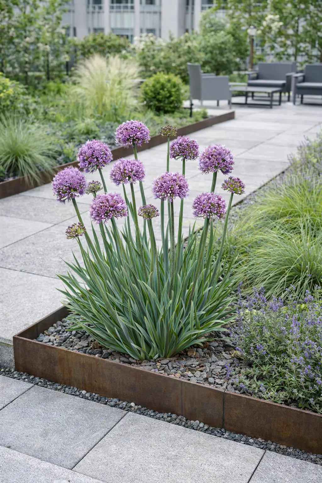 Allium ‚Kleiner Saphir‘ Zierlauch Staude, violette Blüten, wächst auf Gartenboden, von Stauden Gänge.
