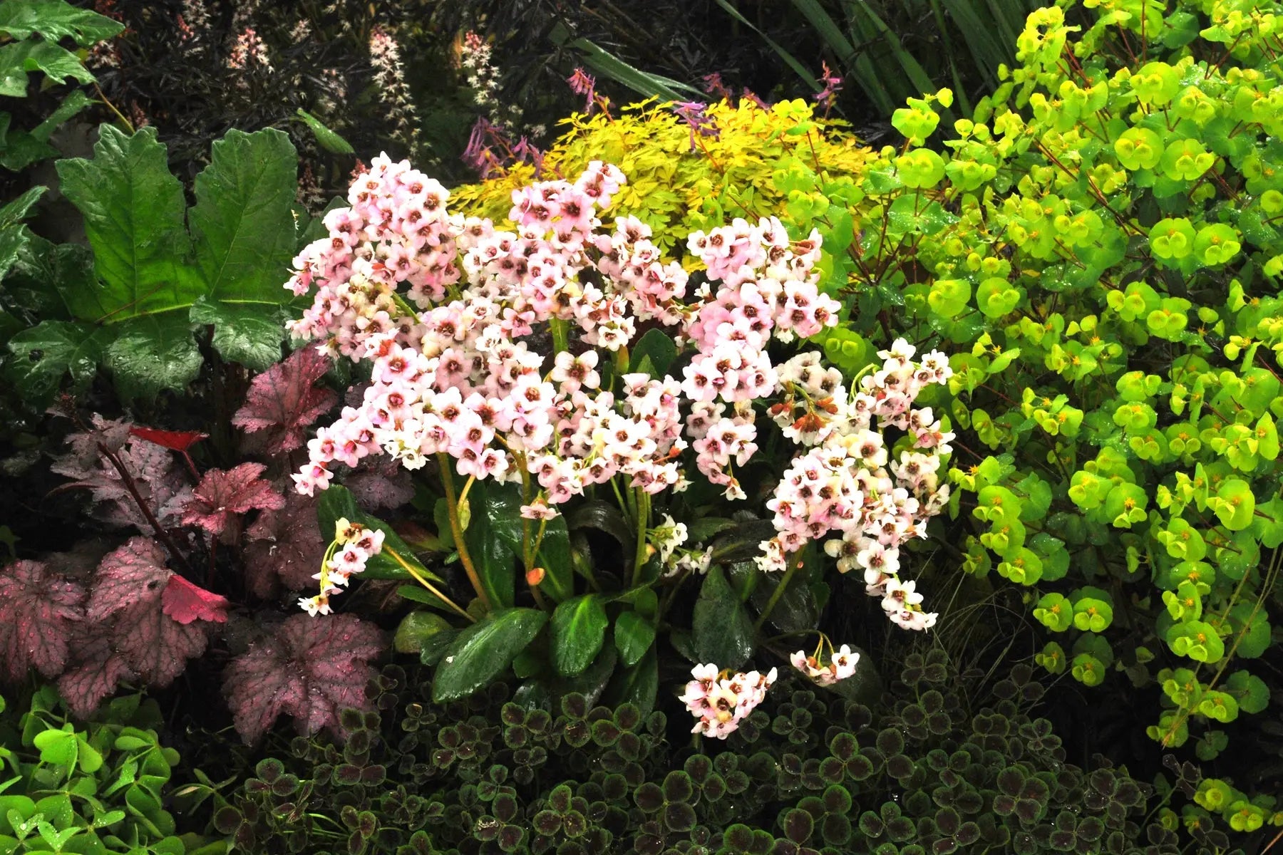 Bergenia cordifolia 'Dragonfly Angel Kiss' Staude mit rosa Blüten und grünen, herzförmigen Blättern, Stauden Gänge