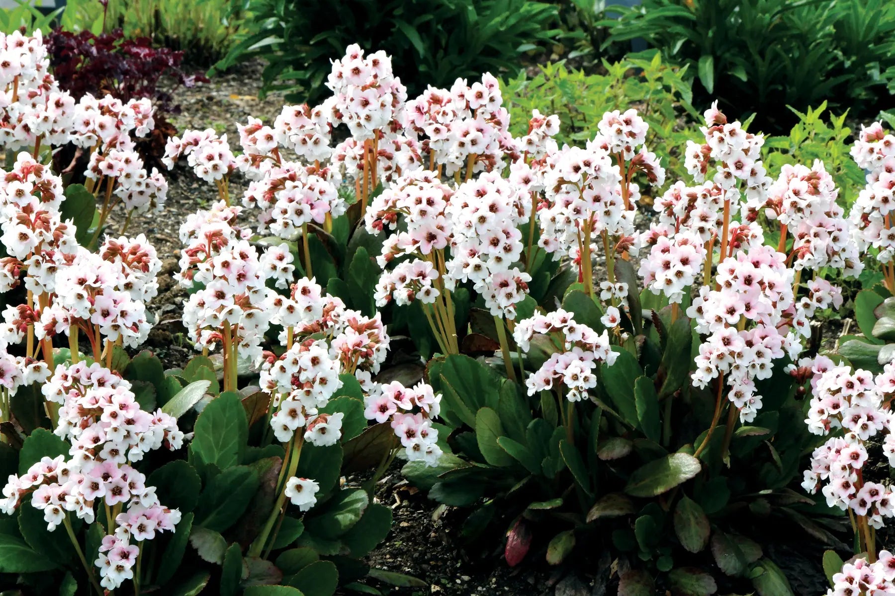 Bergenia cordifolia 'Dragonfly Angel Kiss' Staude mit rosa Blüten und grünen, herzförmigen Blättern, im Garten.