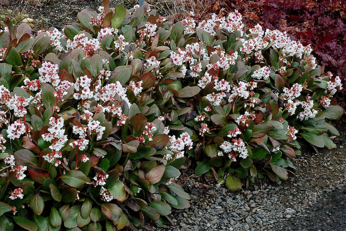 Bergenia cordifolia 'Dragonfly Angel Kiss' Staude mit grünen Blättern und rosa Blüten, im Garten.