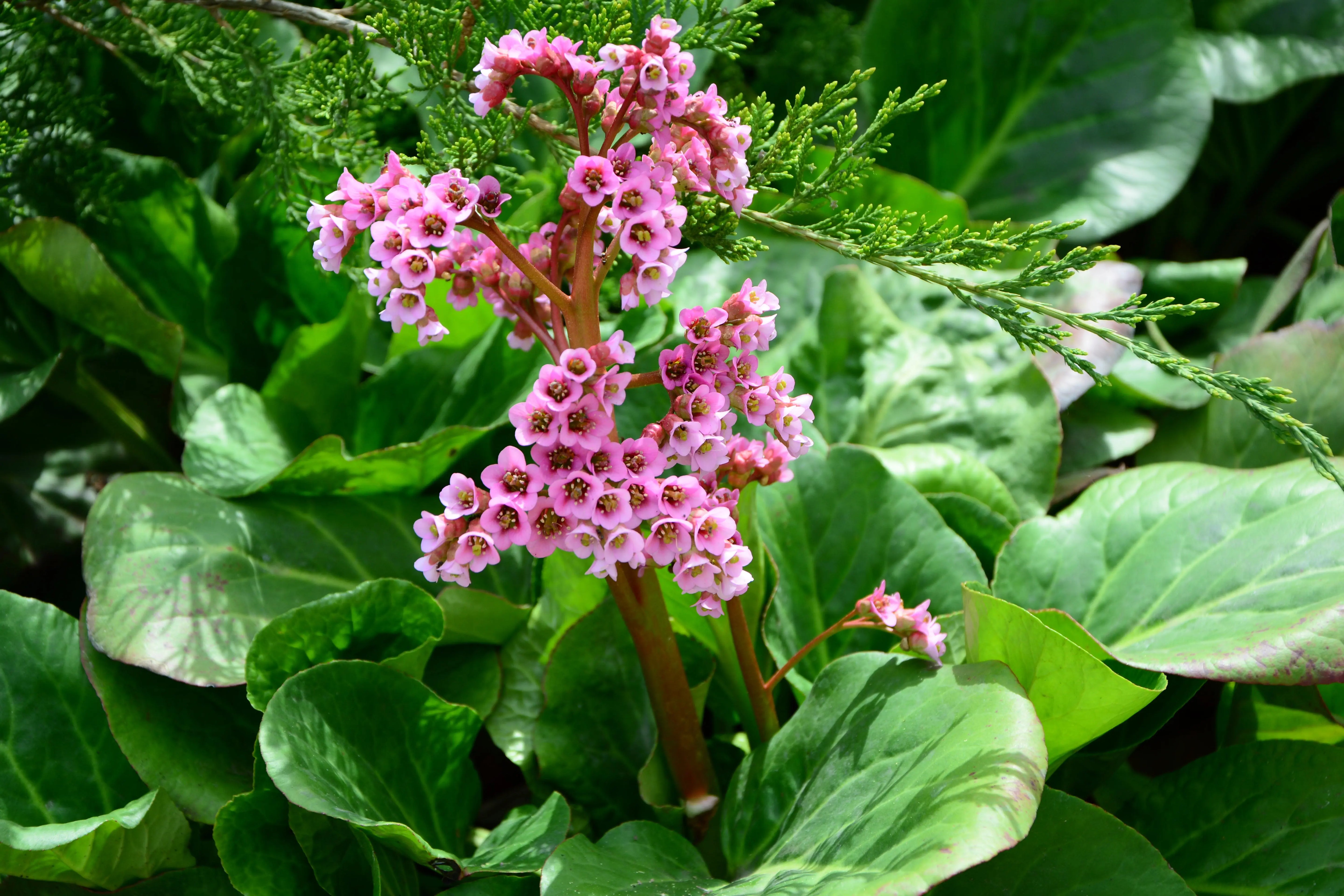 Bergenia cordifolia 'David' Staude mit grünen, herzförmigen Blättern und rosa Blüten, fotografiert im Garten.