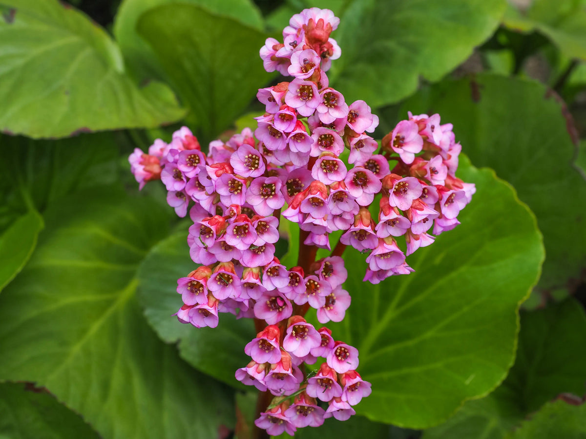 Bergenia cordifolia 'David', Staude mit großen grünen Blättern und pinken Blüten, im Garten.