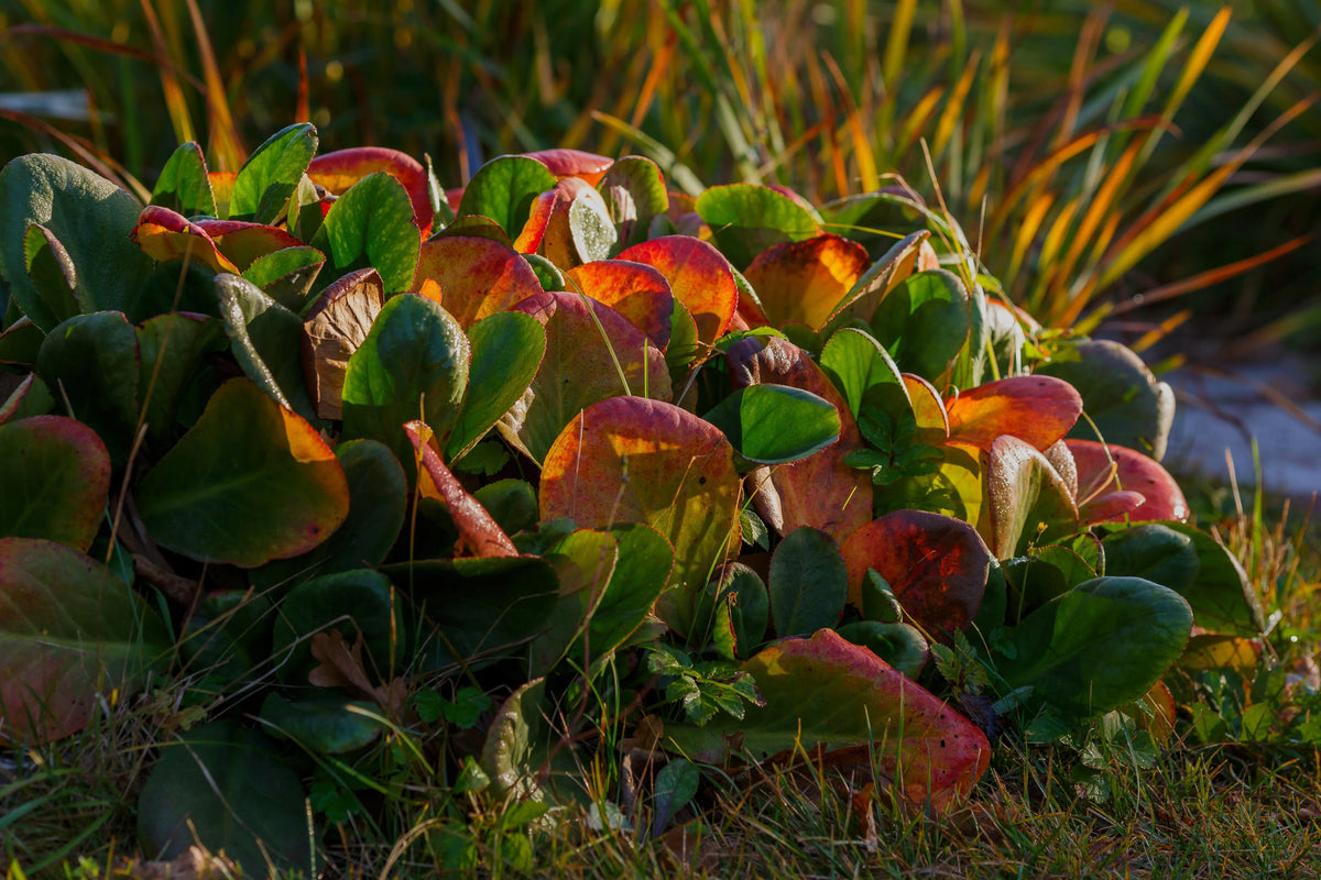 Bergenia cordifolia 'David' Staude mit großen, grünen Blättern und pinken Blüten, wächst im Garten, von Stauden Gänge.