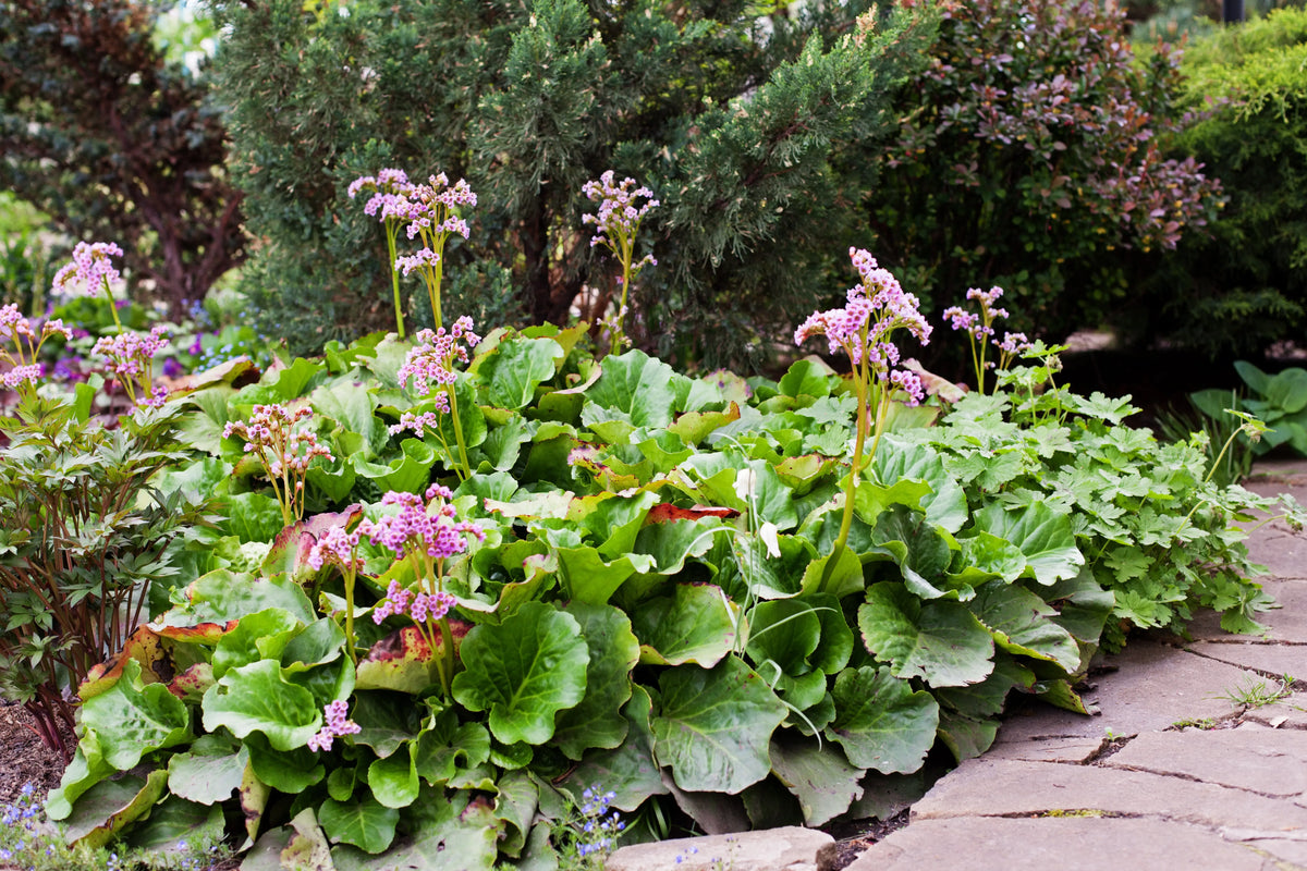 Bergenia cordifolia 'David' Staude mit großen grünen Blättern und rosa Blüten, Stauden Gänge, natürliche Gartenpflanze